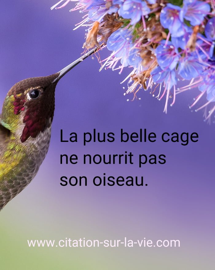 la plus belle cage ne nourrit pas un oiseau