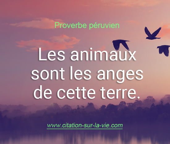 citation animaux