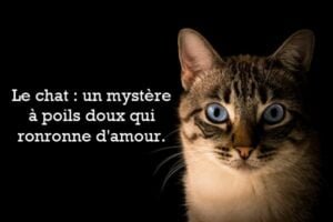 citation chat amour