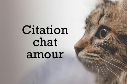citation chat amour sagesse